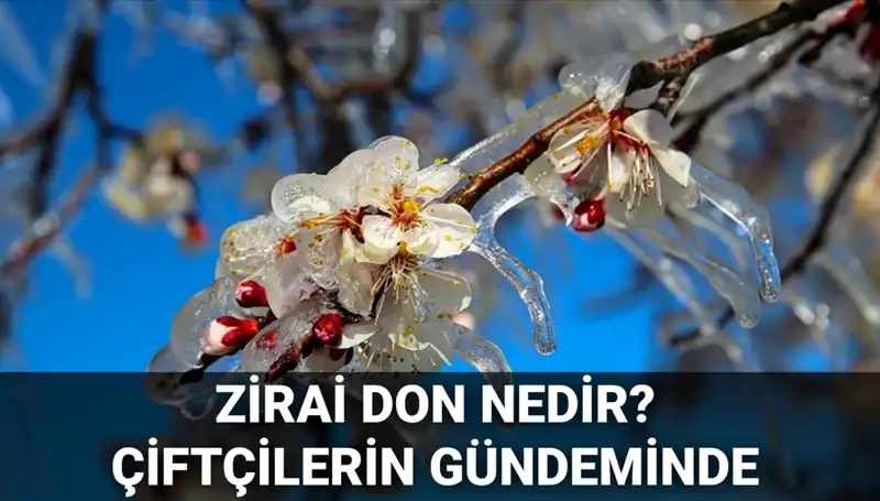 Zirai Don Tehlikesi: Çiftçileri Korkutan İklim Olayı ve Etkileri