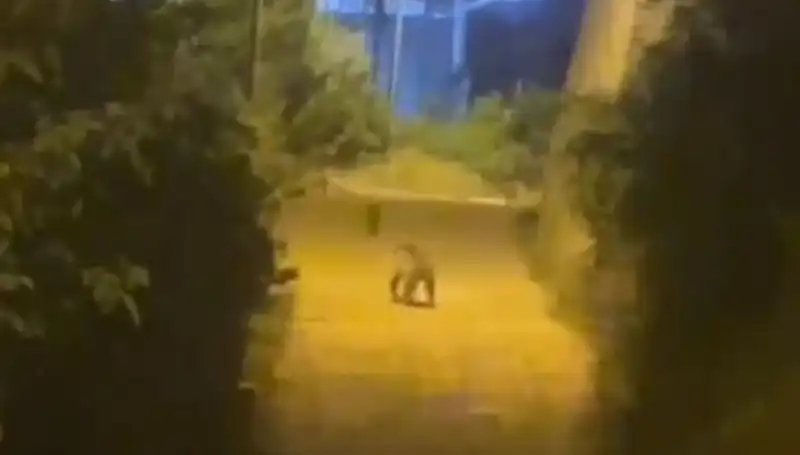 Gümüşhane'de Şehir Merkezine İnen Ayı Telaş Yarattı
