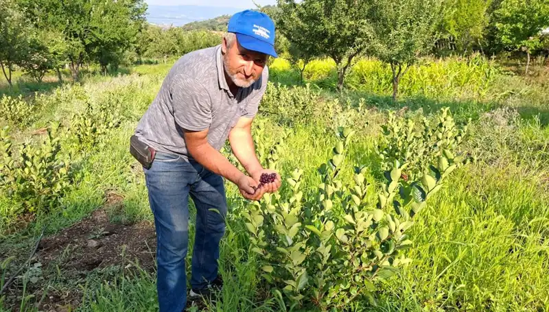 3 Yıl Önce Eken Çiftçi, 200 Lira Kilodan Hasat Etti!
