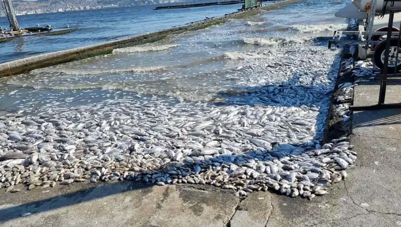 İzmir Körfezi'nde Yeni Yeşil Alan Projesi ile doymuş doğal yaşam geri dönüyor